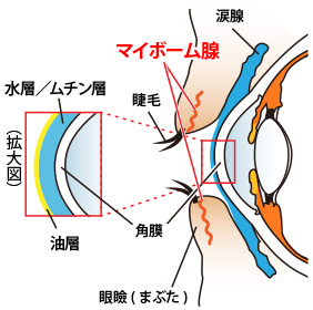 ドライアイとマイボーム腺機能不全について